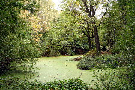 Прудик черепахи Тортилы