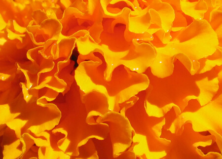 orange positive