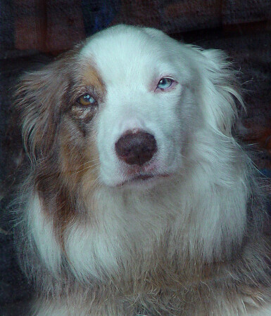 Незнакомка