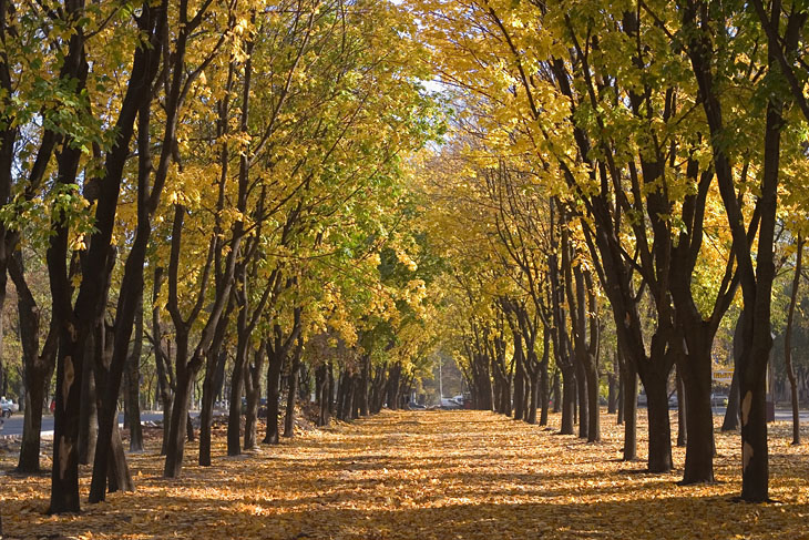 Золотая осень