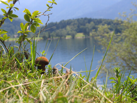 Багайский Гриб