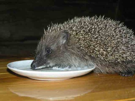 Просто ежик