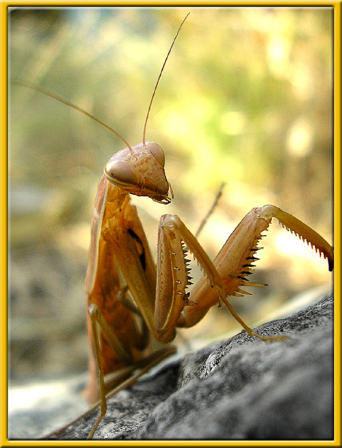 Mantis religiosa31