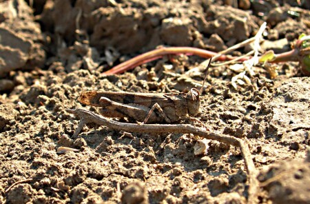 В траве сидел кузнечик...