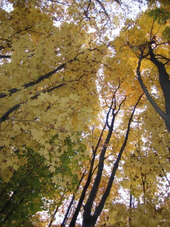 кленова осень '05