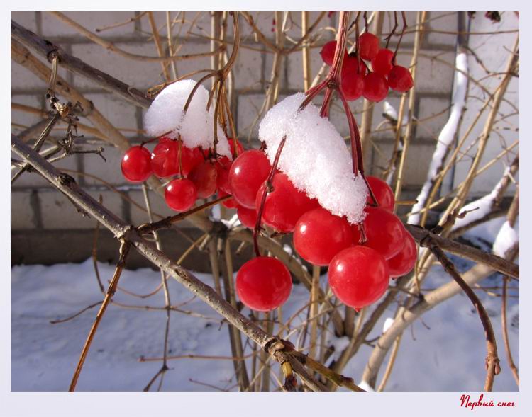 Первый снег