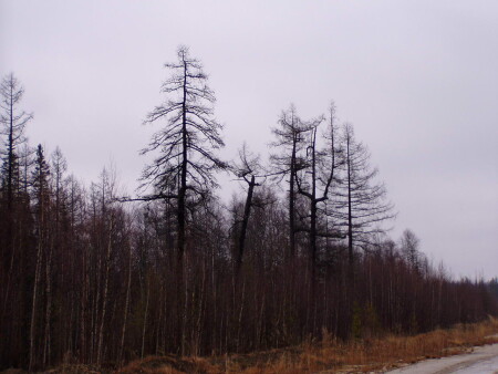 Затаившаяся лесная нечисть