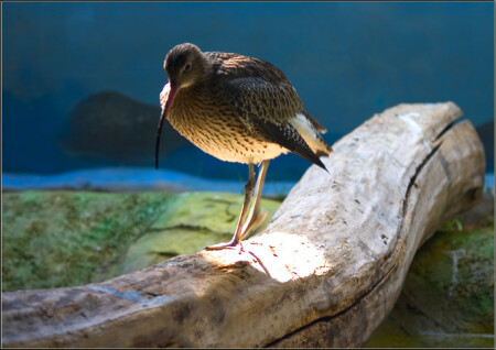 Тварь божья..