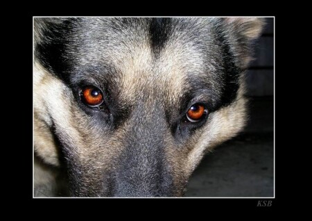 Почти Волк!