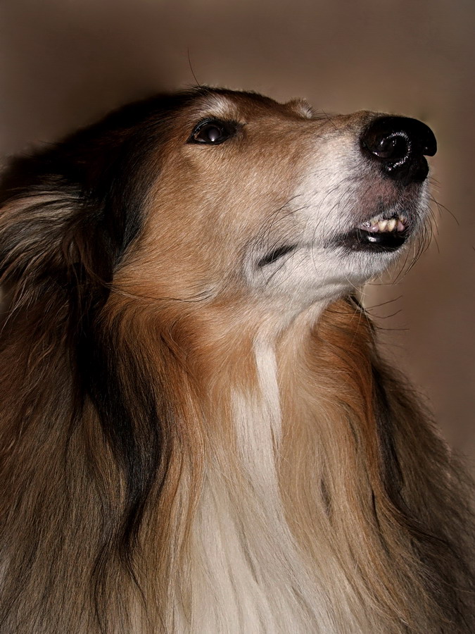 Sir Almer's Home Portrait