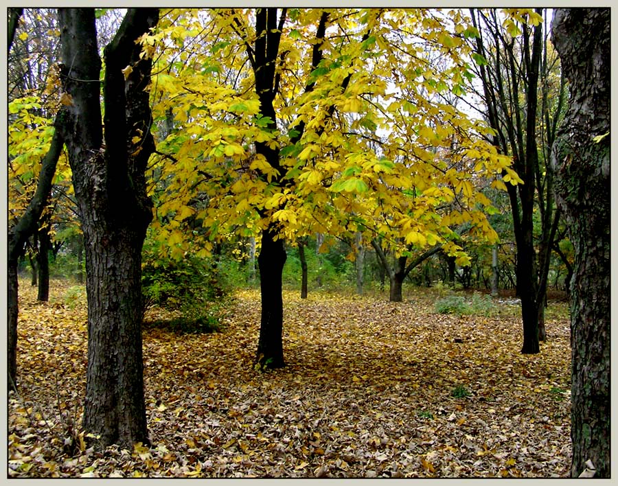 Осенний этюдик.