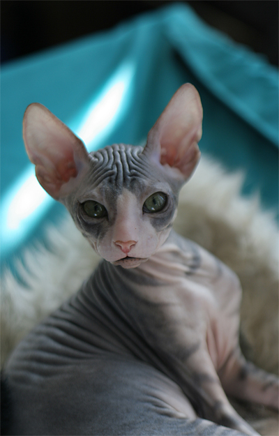 Кошачий глаМурррр v 1.0