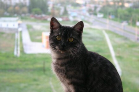 Высоко сижу...