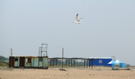 flying_away