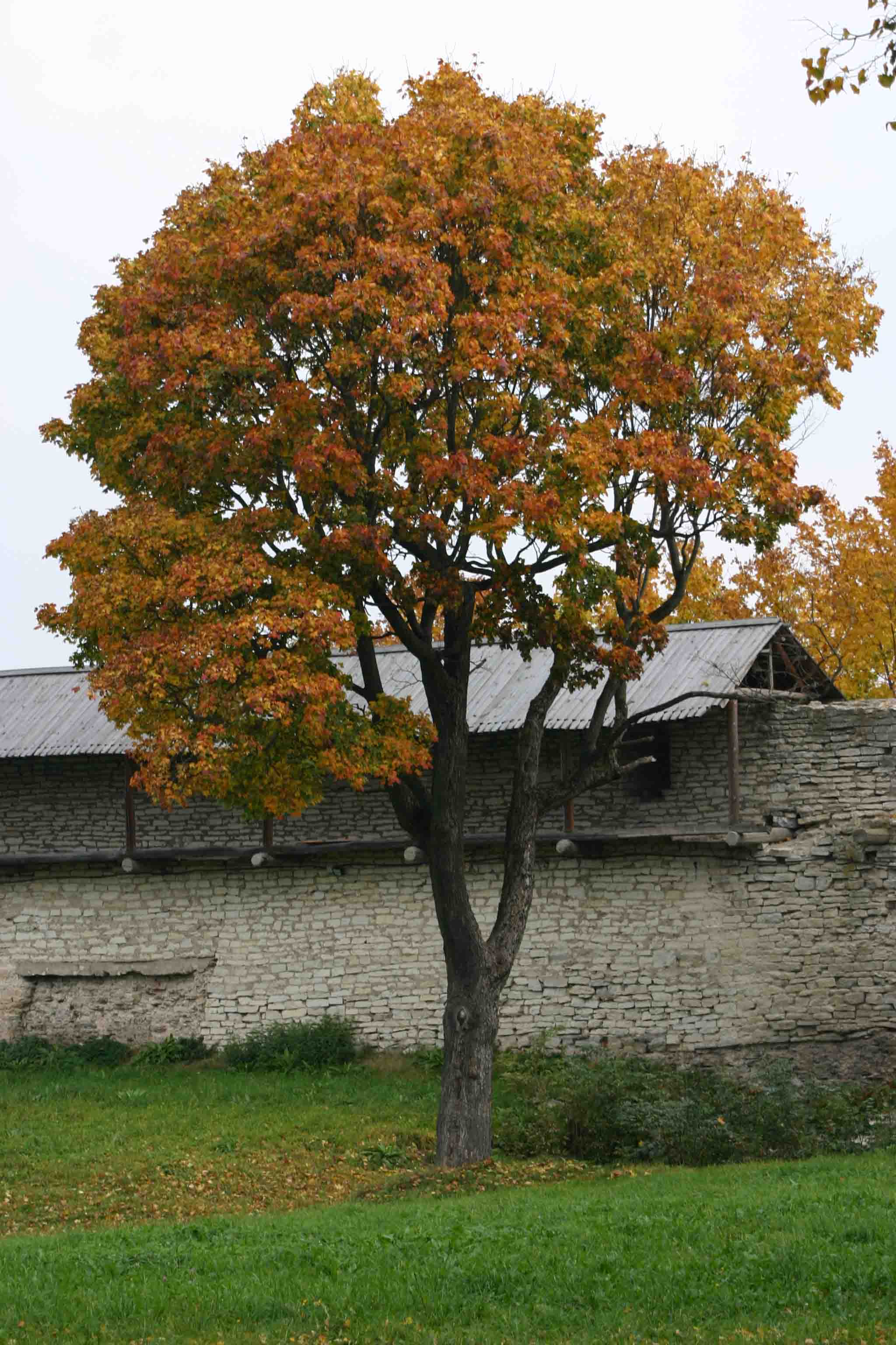 Осень в Пскове 