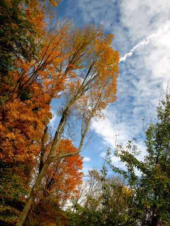 Fall's Color