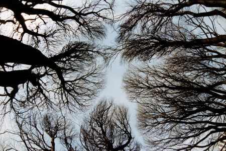 Деревья мстят