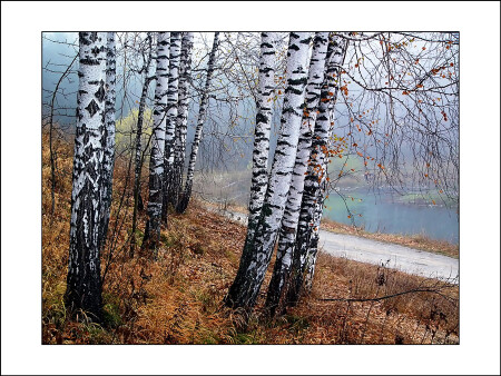 Осень в саду (Сибирском ботаническом)
