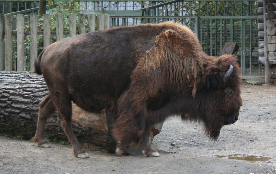 Американский бизон