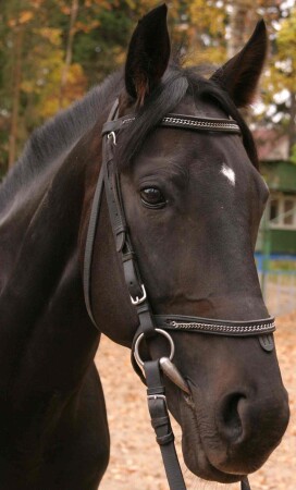 гнедой буденовец