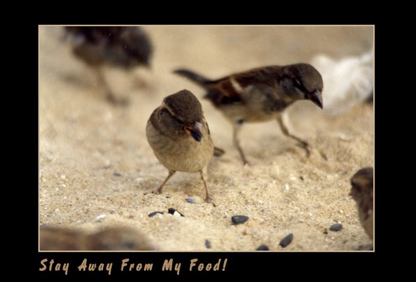Angry Sparrows