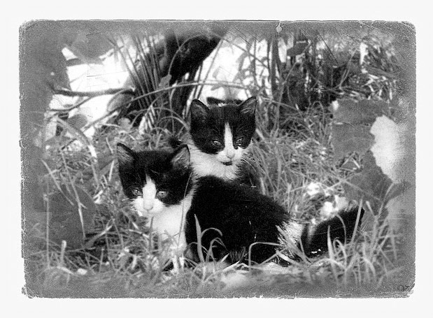 kittens