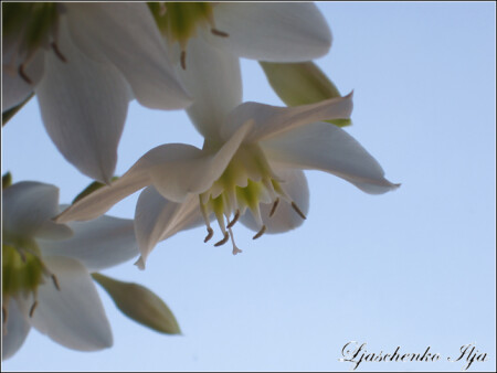 Вокруг много цветов, но я об одном
