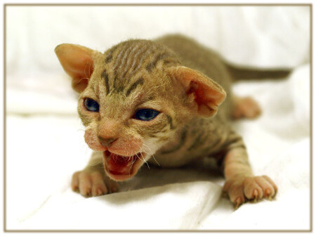 Вы не стойте слишком близко! Я-тигренок, а не киска =)