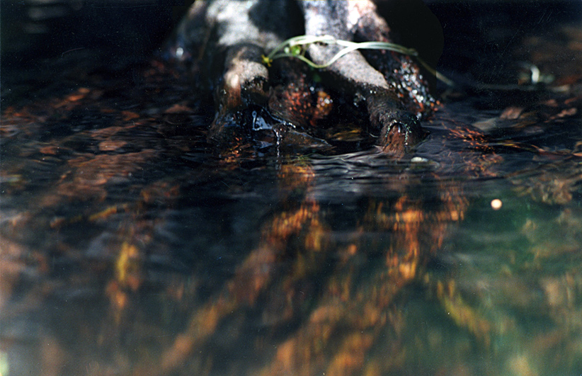 dead_flower_on_dark_waters