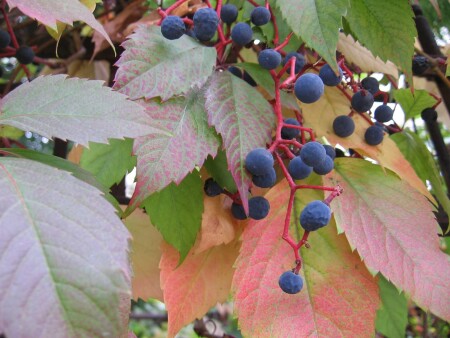 Подарки осени