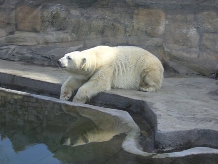 Медведь белый!