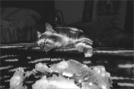 Утренняя медитация