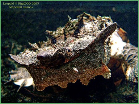 Морской дьявол