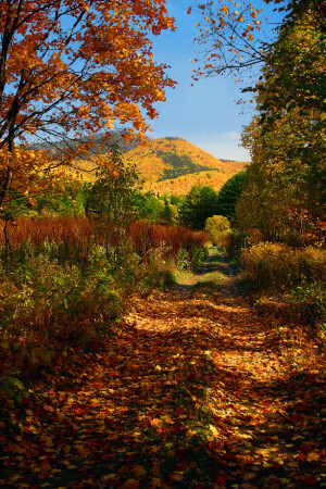 Осенняя прогулка