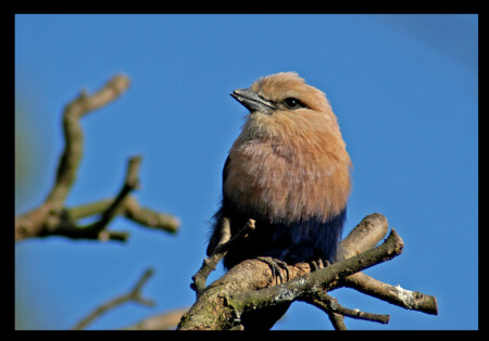 bird