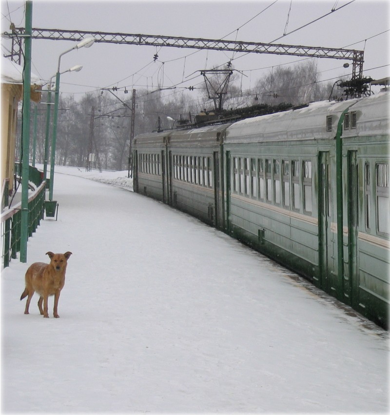 две собаки
