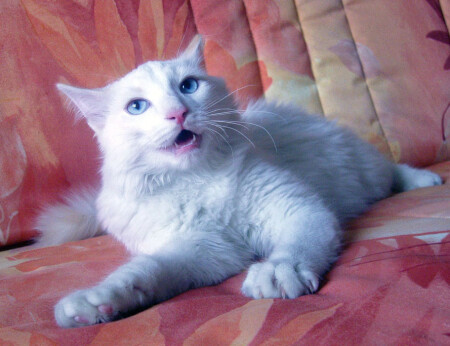 Фотографу пора бежать