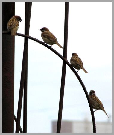На первый-второй рассчитайсь!