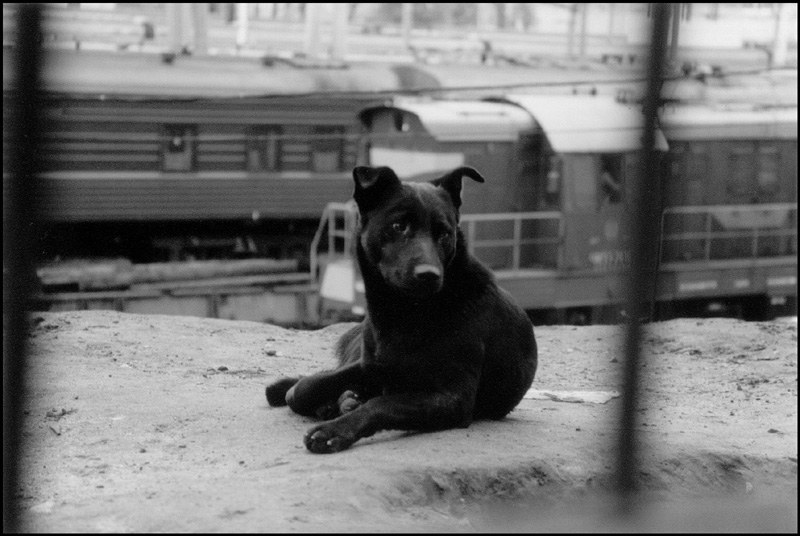 Пёс.