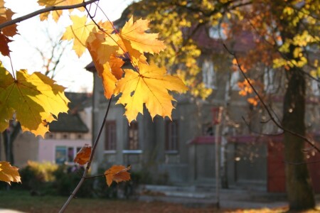 золотой лист
