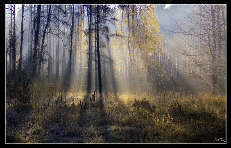 rays-throgh-trees