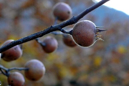 Мушмула (Mespilus germanica)