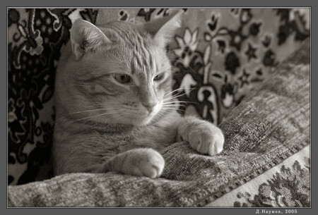 Кот ДВОРянской породы