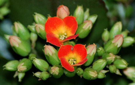 мама, папа...мы