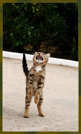 комбриг Котов на плацу