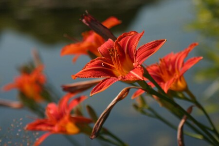 Хороши цветочки