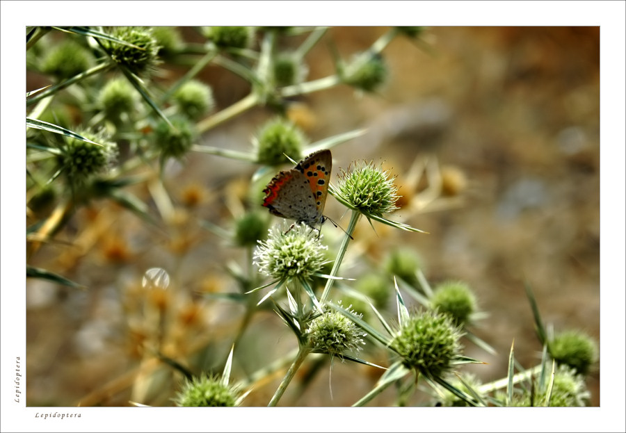 &quot;Lepidoptera&quot;