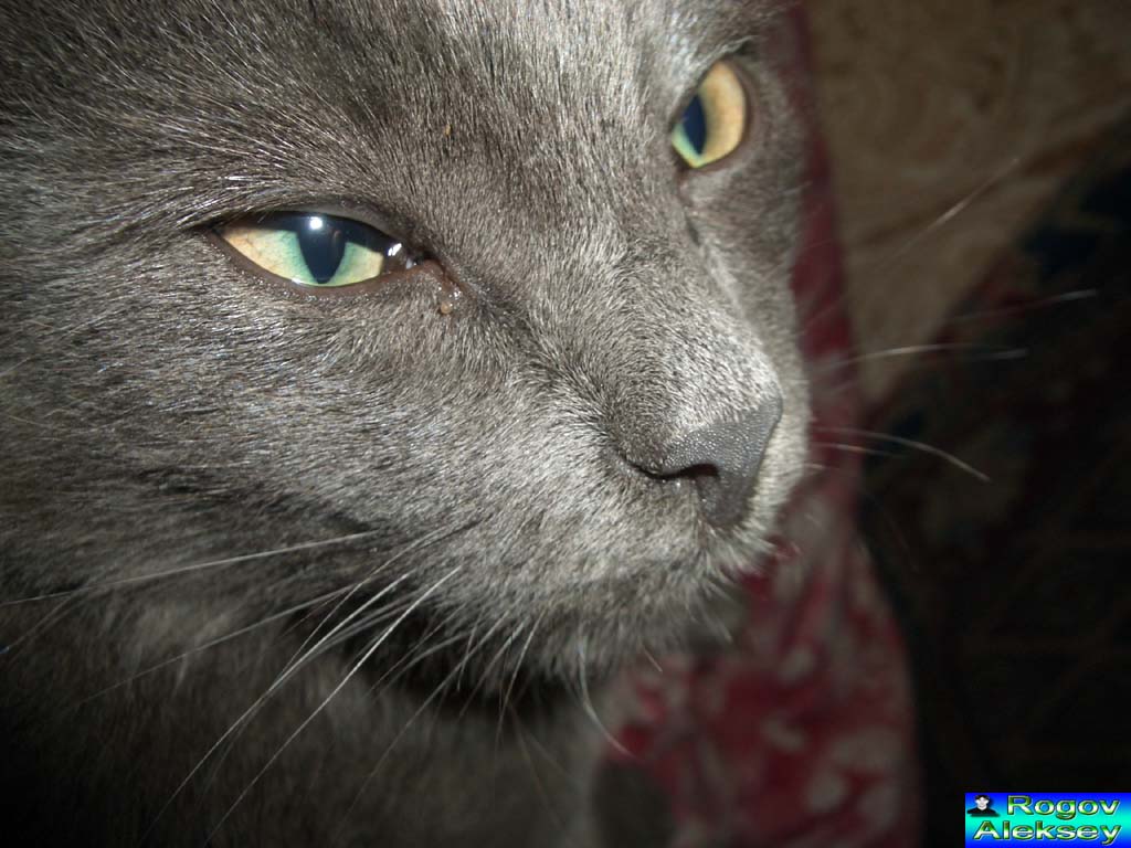 Кот