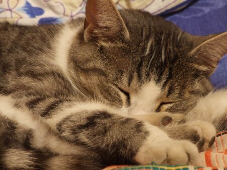 Баксик спит 