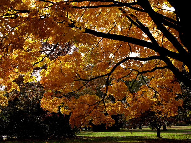 Fall's Color